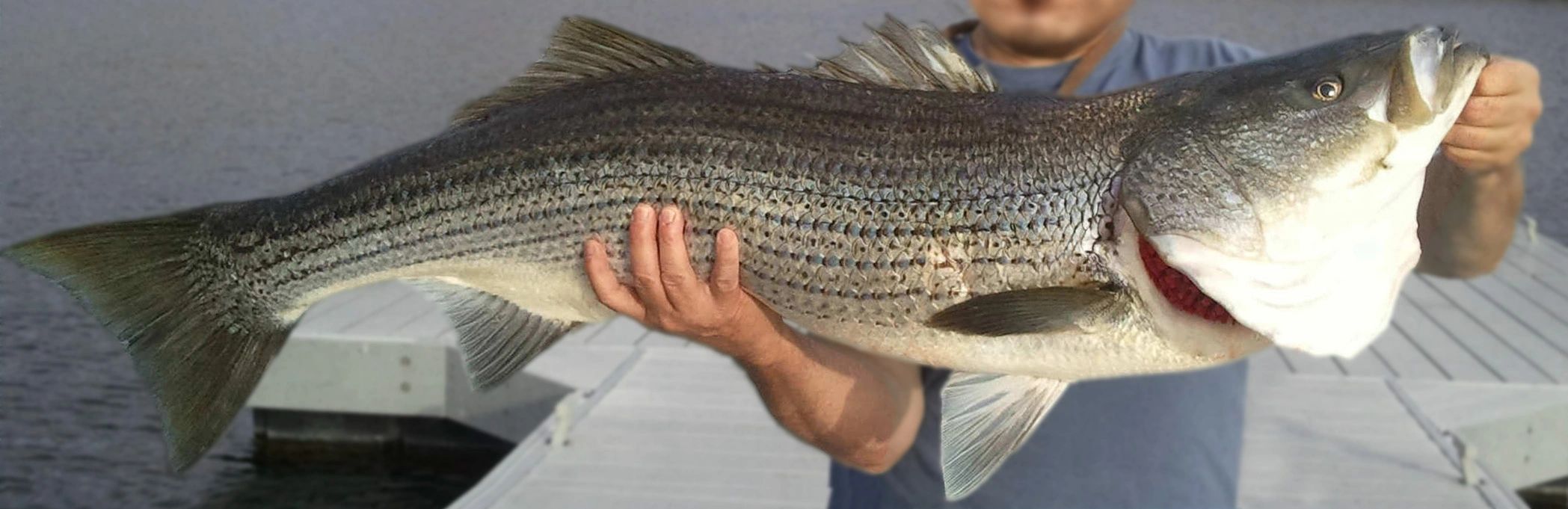 Las Vegas Fishing Lake Mead Fishing Las Vegas Fishing Tours